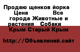 Продаю щенков йорка › Цена ­ 10 000 - Все города Животные и растения » Собаки   . Крым,Старый Крым